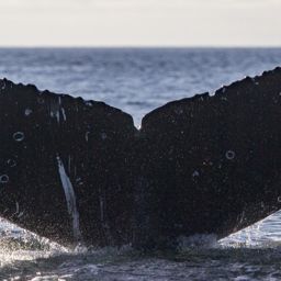 Fluke of CRC-17861