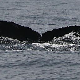 Fluke of PWF-NP_0631