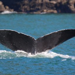 Fluke of SEAK-0887