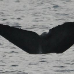 Fluke of Curve