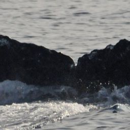 Fluke of BCX0172