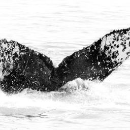 Fluke of CRC-11706