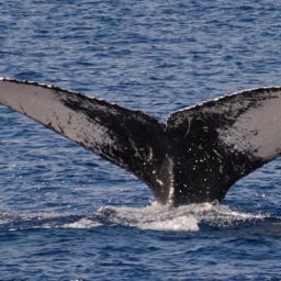 Fluke of PWF-NP_0692