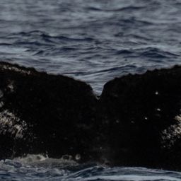Fluke of PWF-NP_1042