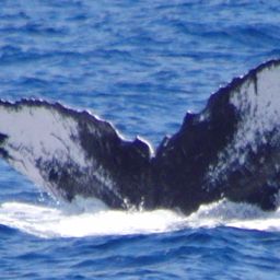 Fluke of PWF-NP_1067
