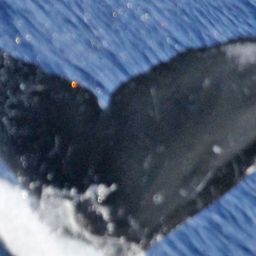 Fluke of PWF-NP_0981
