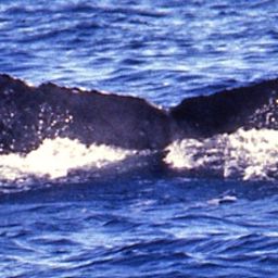 Fluke of ZapMomma