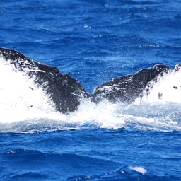 Fluke of PWF-NP_1058