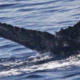 Fluke of SEAK-5250