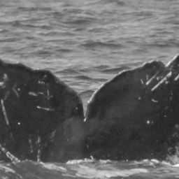 Fluke of CRC-15004