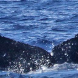 Fluke of PWF-NP_1151