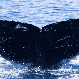 Fluke of PWF-NP_1148
