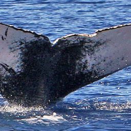 Fluke of PWF-NP_1136