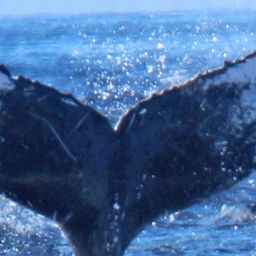 Fluke of PWF-NP_1200