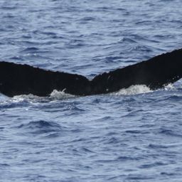 Fluke of PWF-NP_1115