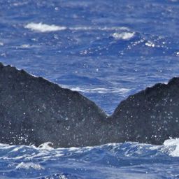 Fluke of PWF-NP_1153