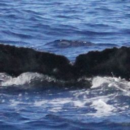 Fluke of PWF-NP_1232