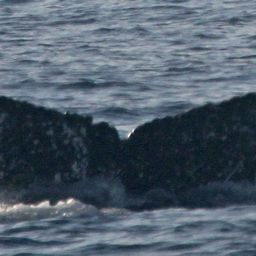 Fluke of PWF-NP_1261