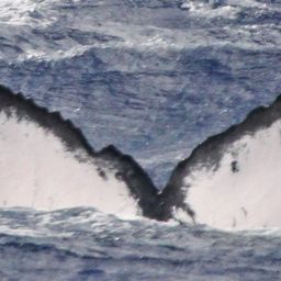 Fluke of PWF-NP_1230