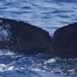 Fluke of PWF-NP_1266