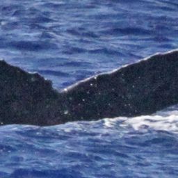 Fluke of Conning
