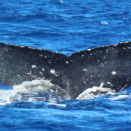 Fluke of PWF-NP_1203