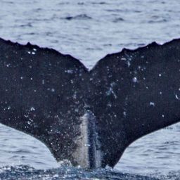Fluke of PWF-NP_1236