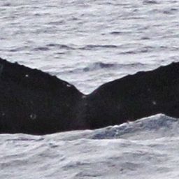 Fluke of PWF-NP_1293