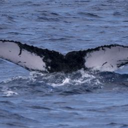 Fluke of 23853