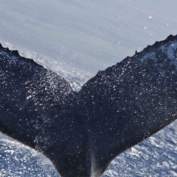 Fluke of PWF-NP_1289