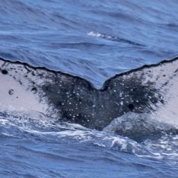 Fluke of SEAK-5206