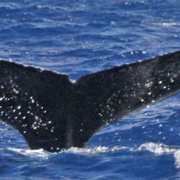 Fluke of PWF-NP_1234