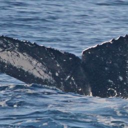 Fluke of BCZ0356