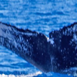 Fluke of PWF-NP_1353