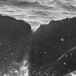 Fluke of Trilobite