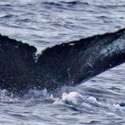 Fluke of PWF-NP_1325