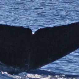 Fluke of PWF-NP_1313