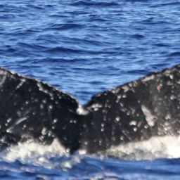 Fluke of PWF-NP_1382
