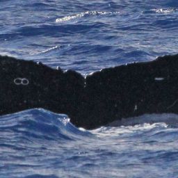 Fluke of SEAK-5361