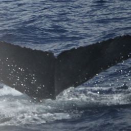 Fluke of PWF-NP_1416