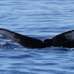 Fluke of PWF-NP_1399