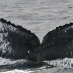 Fluke of BCY0372