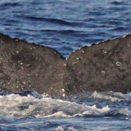 Fluke of PWF-NP_1335