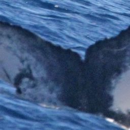 Fluke of PWF-NP_1376