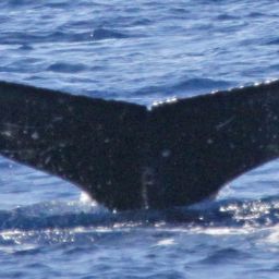 Fluke of PWF-NP_1312