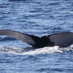 Fluke of PWF-NP_1308