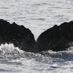 Fluke of Westerly