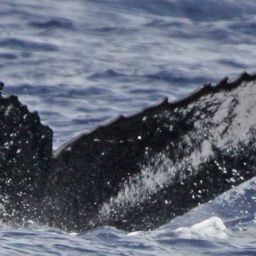 Fluke of горожане солнца