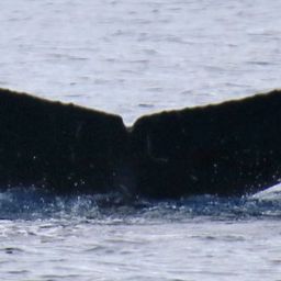 Fluke of PWF-NP_1374