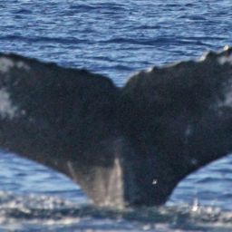Fluke of PWF-NP_1310
